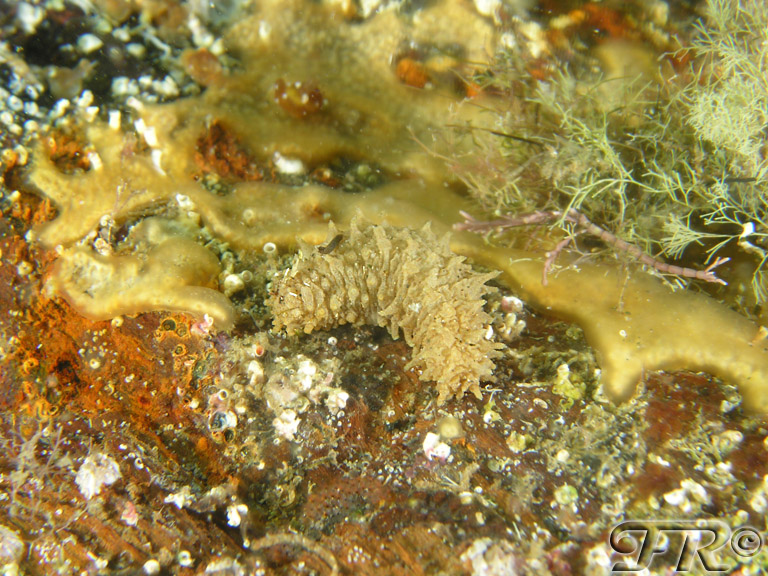 juvenile Holothuria sp.